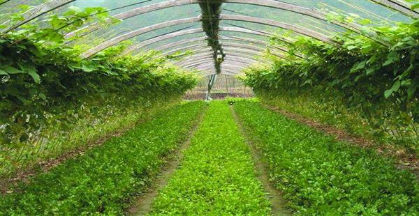 現代農業產業發展趨勢及農業傳感器盈利模式分析(圖1)